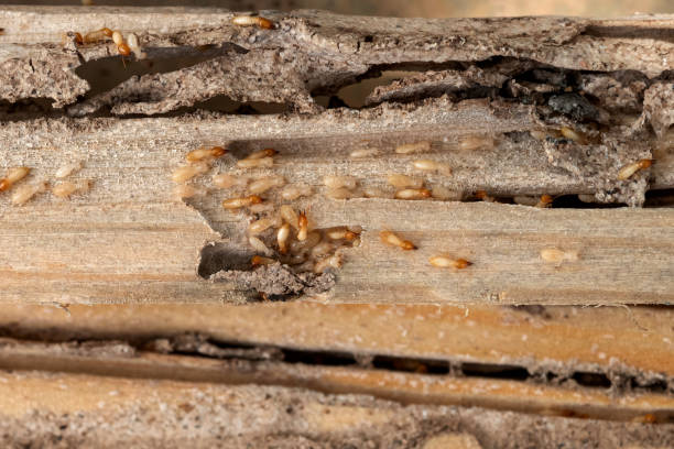 Best Pest Inspection Near Me  in Parsippany, NJ